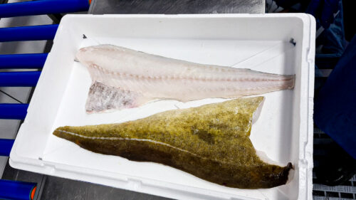 Filets de cab AP seafresh 11