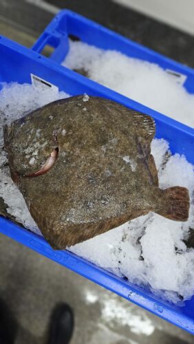 turbot