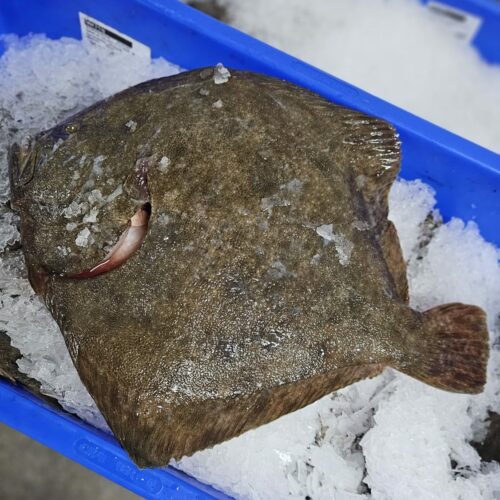 turbot